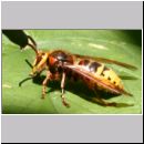 Vespa crabro - Hornisse Drohn 27b.jpg